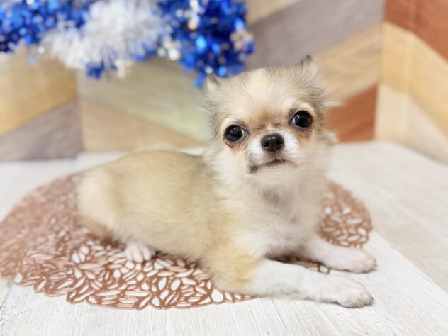 高知県のチワワ(ロング) (ワンキャラット アミーゴ高知店/2025年11月27日生まれ/男の子/レッドホワイト)の子犬の2枚目の画像