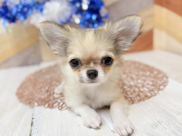 高知県のチワワ(ロング) (ワンキャラット アミーゴ高知店/2025年11月27日生まれ/男の子/レッドホワイト)の子犬の4枚目の画像