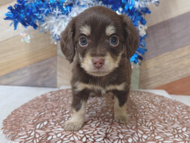 2026年1月7日生まれのチワックス(チワワ×ダックス)