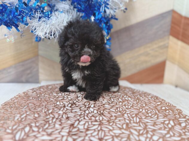 高知県のポメプー(ポメラニアン×プードル) (ワンキャラット アミーゴ高知店/2026年3月8日生まれ/男の子/ブラックタン)の子犬の2枚目の画像