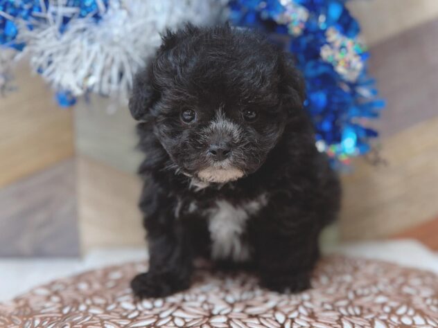 2026年3月8日生まれのポメプー(ポメラニアン×プードル)