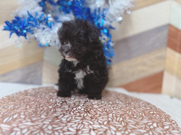 高知県のポメプー(ポメラニアン×プードル) (ワンキャラット アミーゴ高知店/2026年3月8日生まれ/男の子/ブラックタン)の子犬の3枚目の画像