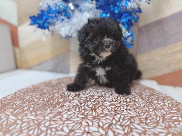 高知県のポメプー(ポメラニアン×プードル) (ワンキャラット アミーゴ高知店/2026年3月8日生まれ/男の子/ブラックタン)の子犬の4枚目の画像