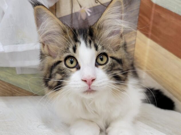 2025年11月23日生まれのメインクーン