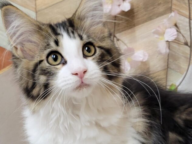 高知県のメインクーン (ワンキャラット アミーゴ高知店/2025年11月23日生まれ/女の子/ブラウンタビーホワイト)の子猫の2枚目の画像