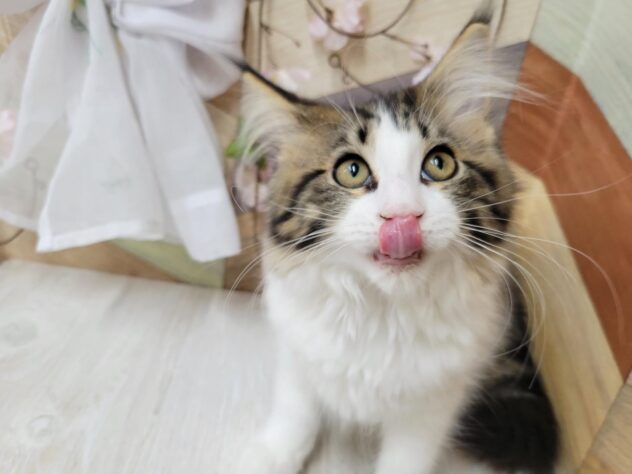 高知県のメインクーン (ワンキャラット アミーゴ高知店/2025年11月23日生まれ/女の子/ブラウンタビーホワイト)の子猫の4枚目の画像