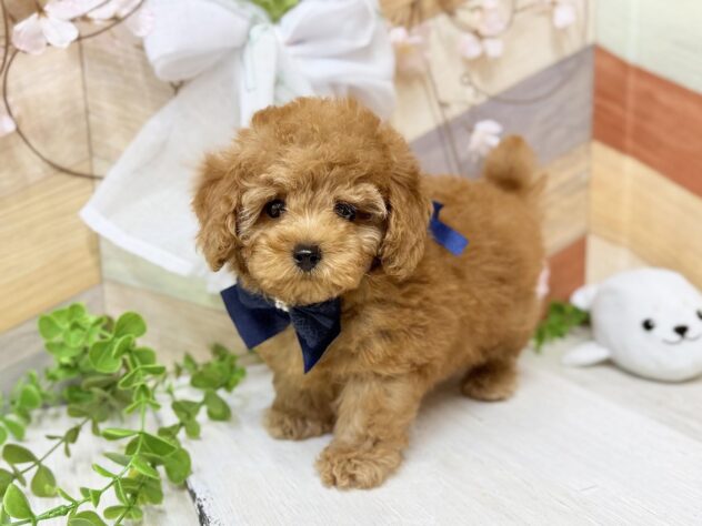 高知県のトイプードル(トイ) (ワンキャラット アミーゴ高知店/2026年1月9日生まれ/男の子/ペールフォーン)の子犬の3枚目の画像