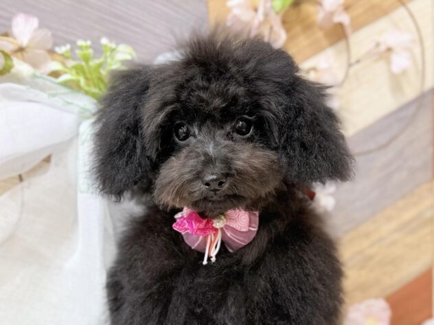 高知県のトイプードル(トイ) (ワンキャラット アミーゴ高知店/2025年11月13日生まれ/女の子/ブラック)の子犬の3枚目の画像