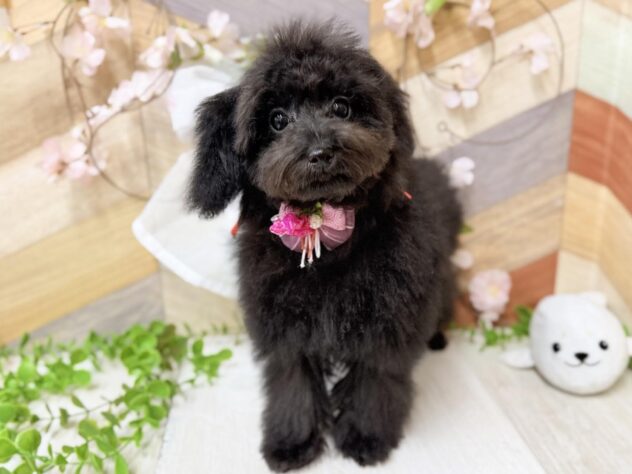 高知県のトイプードル(トイ) (ワンキャラット アミーゴ高知店/2025年11月13日生まれ/女の子/ブラック)の子犬の2枚目の画像