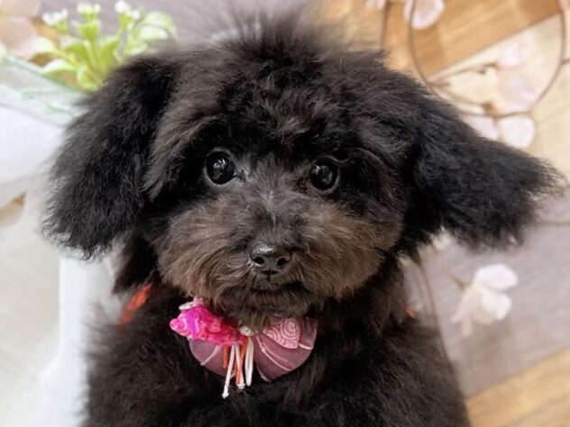 高知県のトイプードル(トイ) (ワンキャラット アミーゴ高知店/2025年11月13日生まれ/女の子/ブラック)の子犬の1枚目の画像