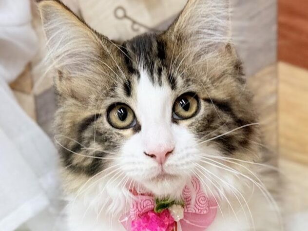 高知県のメインクーン (ワンキャラット アミーゴ高知店/2025年11月23日生まれ/女の子/ブラウンタビーホワイト)の子猫の1枚目の画像