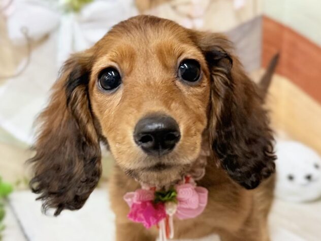 高知県のミニチュアダックスフンド(ロング) (ワンキャラット アミーゴ高知店/2025年12月18日生まれ/女の子/レッド)の子犬の1枚目の画像