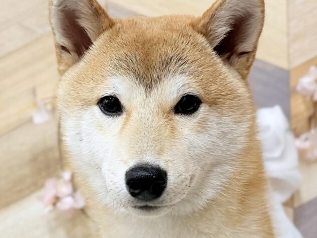 高知県の豆柴 (ワンキャラット アミーゴ高知店/2025年8月23日生まれ/男の子/赤)の子犬の1枚目の画像