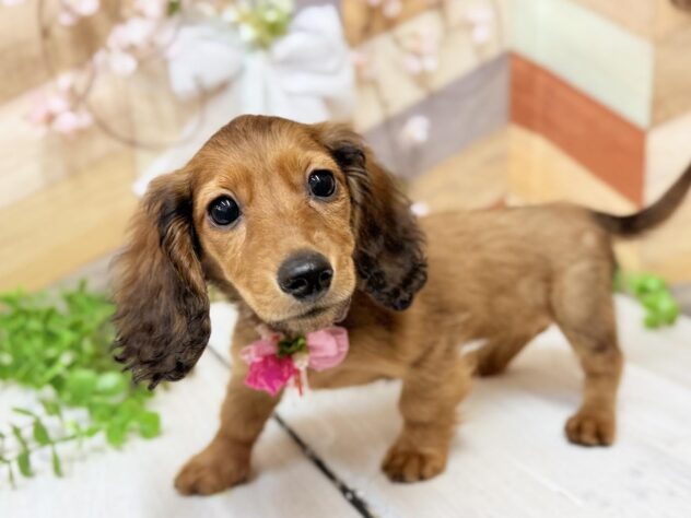 高知県のミニチュアダックスフンド(ロング) (ワンキャラット アミーゴ高知店/2025年12月18日生まれ/女の子/レッド)の子犬の3枚目の画像