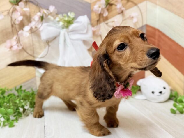 高知県のミニチュアダックスフンド(ロング) (ワンキャラット アミーゴ高知店/2025年12月18日生まれ/女の子/レッド)の子犬の2枚目の画像