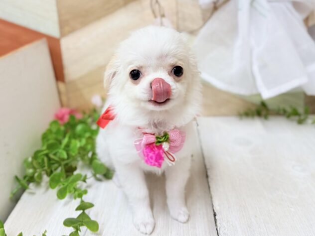 高知県のチワワ(ロング) (ワンキャラット アミーゴ高知店/2025年12月4日生まれ/女の子/ホワイトクリーム)の子犬の3枚目の画像