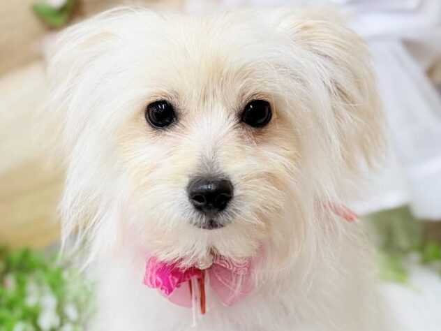 高知県のポメプー(ポメラニアン×プードル) (ワンキャラット アミーゴ高知店/2025年10月24日生まれ/女の子/クリーム)の子犬の1枚目の画像