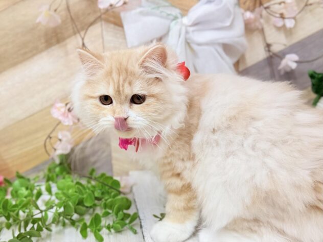 高知県のスコティッシュフォールド (ワンキャラット アミーゴ高知店/2025年10月29日生まれ/女の子/クリームタビーホワイト)の子猫の3枚目の画像