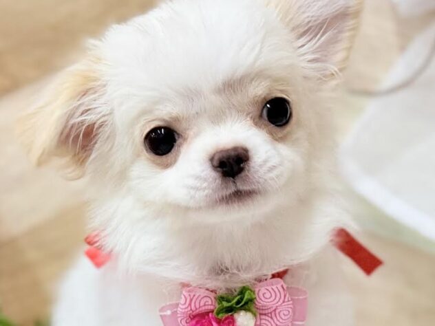 高知県のチワワ(ロング) (ワンキャラット アミーゴ高知店/2025年12月4日生まれ/女の子/ホワイトクリーム)の子犬の1枚目の画像