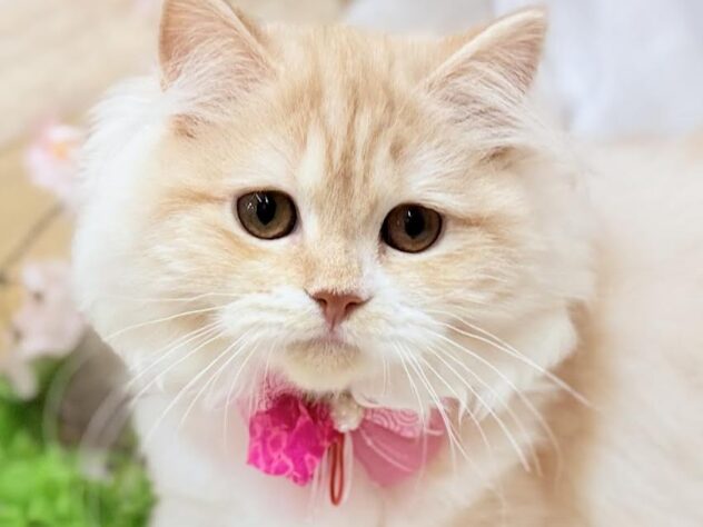 高知県のスコティッシュフォールド (ワンキャラット アミーゴ高知店/2025年10月29日生まれ/女の子/クリームタビーホワイト)の子猫の1枚目の画像