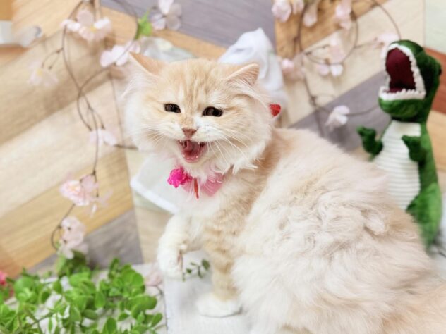 高知県のスコティッシュフォールド (ワンキャラット アミーゴ高知店/2025年10月29日生まれ/女の子/クリームタビーホワイト)の子猫の4枚目の画像