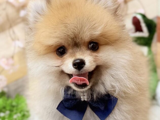 高知県のポメラニアン (ワンキャラット アミーゴ高知店/2025年12月19日生まれ/男の子/オレンジセーブル)の子犬の1枚目の画像