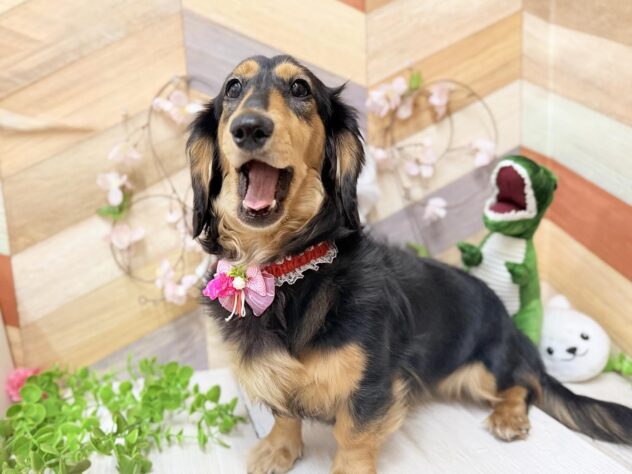 高知県のミニチュアダックスフンド(ロング) (ワンキャラット アミーゴ高知店/2025年8月7日生まれ/女の子/ブラックタン)の子犬の3枚目の画像