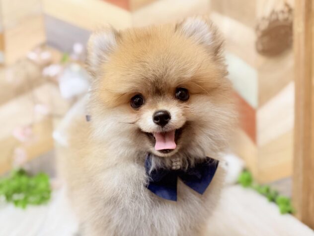 高知県のポメラニアン (ワンキャラット アミーゴ高知店/2025年12月19日生まれ/男の子/オレンジセーブル)の子犬の2枚目の画像