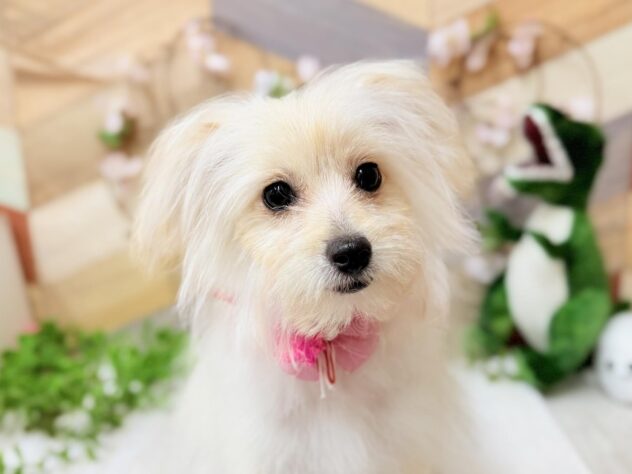 高知県のポメプー(ポメラニアン×プードル) (ワンキャラット アミーゴ高知店/2025年10月24日生まれ/女の子/クリーム)の子犬の3枚目の画像