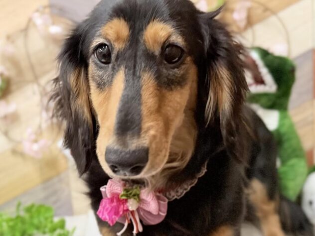 高知県のミニチュアダックスフンド(ロング) (ワンキャラット アミーゴ高知店/2025年8月7日生まれ/女の子/ブラックタン)の子犬の1枚目の画像