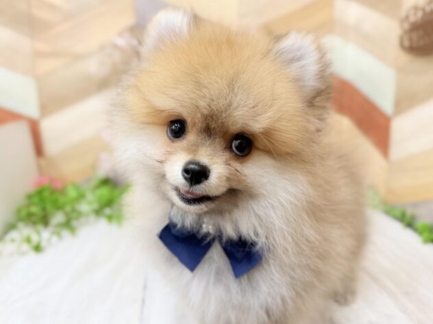 高知県のポメラニアン (ワンキャラット アミーゴ高知店/2025年12月19日生まれ/男の子/オレンジセーブル)の子犬の3枚目の画像