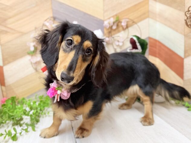 高知県のミニチュアダックスフンド(ロング) (ワンキャラット アミーゴ高知店/2025年8月7日生まれ/女の子/ブラックタン)の子犬の2枚目の画像