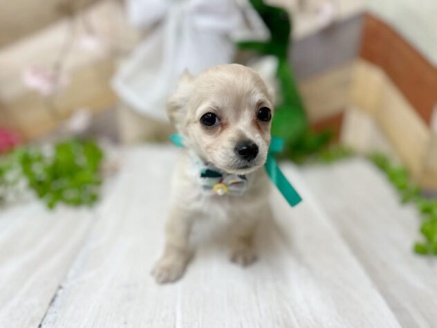 高知県のチワックス(チワワ×ダックス) (ワンキャラット アミーゴ高知店/2026年1月21日生まれ/男の子/クリーム)の子犬の4枚目の画像
