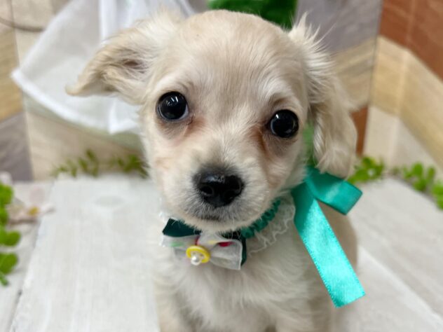 高知県のチワックス(チワワ×ダックス) (ワンキャラット アミーゴ高知店/2026年1月21日生まれ/男の子/クリーム)の子犬の1枚目の画像