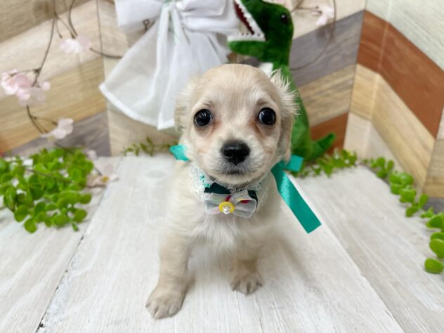 高知県のチワックス(チワワ×ダックス) (ワンキャラット アミーゴ高知店/2026年1月21日生まれ/男の子/クリーム)の子犬の3枚目の画像