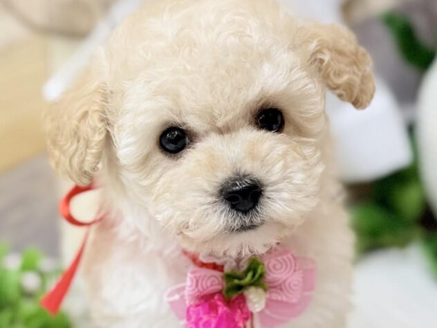 2026年1月18日生まれのトイプードル(トイ)