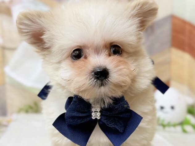 2026年1月21日生まれのチワプー/プーチー(チワワ×プードル)