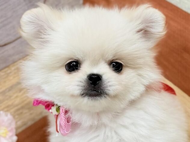 2026年1月14日生まれのペキポメ/ポメペキ(ペキニーズ×ポメラニアン)