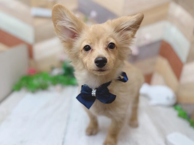 高知県のポメックス(ポメラニアン×ダックス) (ワンキャラット アミーゴ高知店/2025年11月21日生まれ/男の子/ゴールド)の子犬