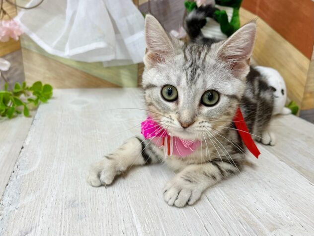 高知県のアメリカンショートヘアー (ワンキャラット アミーゴ高知店/2025年12月14日生まれ/女の子/シルバー)の子猫の2枚目の画像