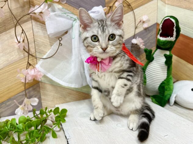 高知県のアメリカンショートヘアー (ワンキャラット アミーゴ高知店/2025年12月14日生まれ/女の子/シルバー)の子猫の4枚目の画像