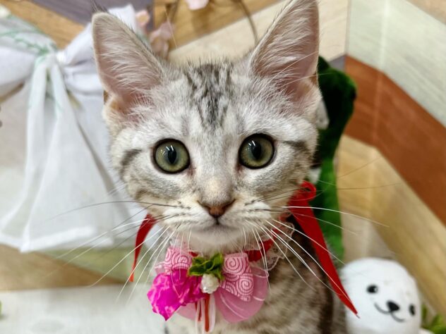 高知県のアメリカンショートヘアー (ワンキャラット アミーゴ高知店/2025年12月14日生まれ/女の子/シルバー)の子猫の1枚目の画像