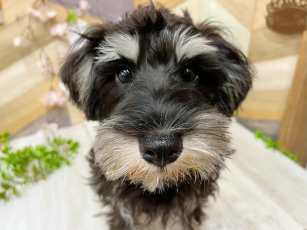 高知県のミニチュアシュナウザー (ワンキャラット アミーゴ高知店/2025年10月11日生まれ/男の子/ブラックシルバー)の子犬の1枚目の画像