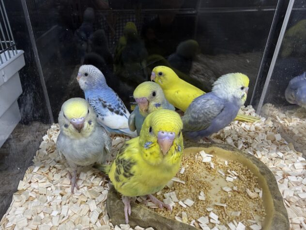 セキセイインコ | ペットワールド アミーゴ