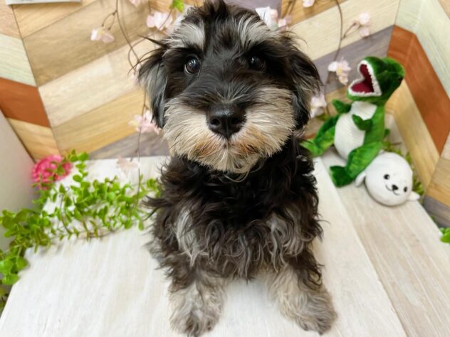 高知県のミニチュアシュナウザー (ワンキャラット アミーゴ高知店/2025年10月11日生まれ/男の子/ブラックシルバー)の子犬の2枚目の画像