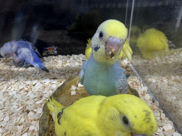 ☆tama✳︎☆オルゴナイト☆猫、セキセイインコ、チワワ☆ 204 大好きなちくわとの夜のひととき #セキセイインコ #セキセイインコ