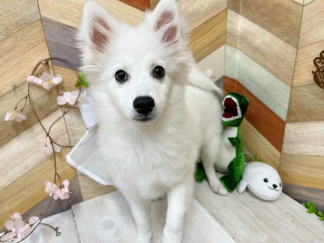高知県の日本スピッツ (ワンキャラット アミーゴ高知店/2025年11月16日生まれ/女の子/ホワイト)の子犬の3枚目の画像