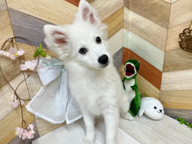 高知県の日本スピッツ (ワンキャラット アミーゴ高知店/2025年11月16日生まれ/女の子/ホワイト)の子犬の4枚目の画像