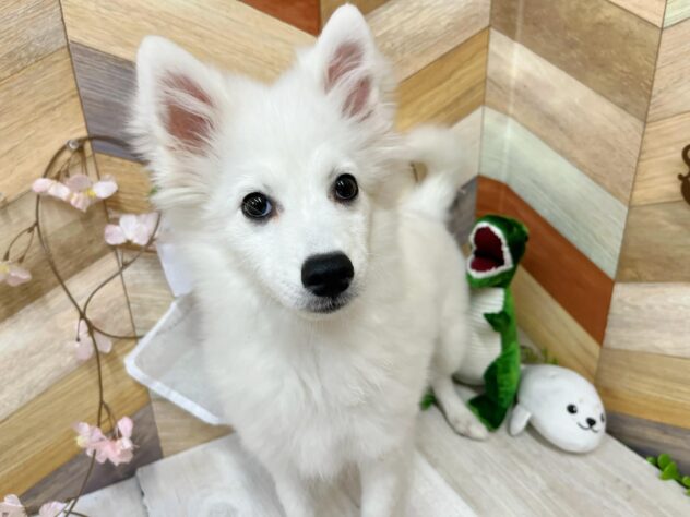 高知県の日本スピッツ (ワンキャラット アミーゴ高知店/2025年11月16日生まれ/女の子/ホワイト)の子犬の2枚目の画像