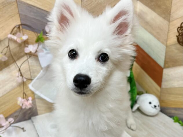 高知県の日本スピッツ (ワンキャラット アミーゴ高知店/2025年11月16日生まれ/女の子/ホワイト)の子犬の1枚目の画像